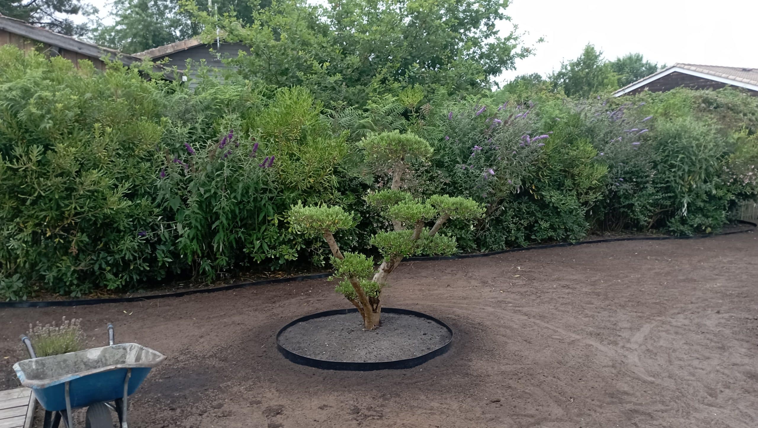 Plantation olivier Plantation olivier